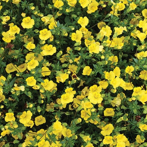 Mekardonia Gold Dust sadzonka