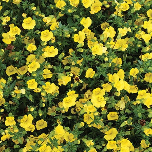 Mekardonia 'Gold Dust' (Mecardonia) Sadzonka (3).jpg