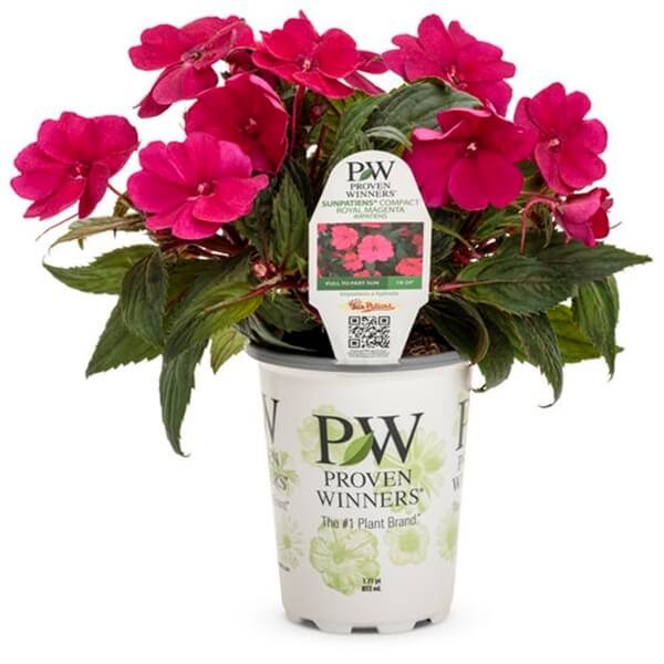 Niezwykły Niecierpek - Impatiens SunPatiens MAGENTA - sadzonka (2).jpg