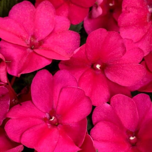 Niecierpek Impatiens SunPatiens MAGENTA - sadzonka