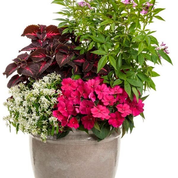 Niezwykły Niecierpek - Impatiens SunPatiens MAGENTA - sadzonka (4).jpg