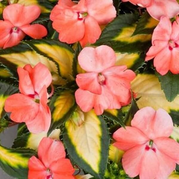 Niezwykły Niecierpek- Impatiens SunPatiens CORAL - sadzonka (1).jpeg