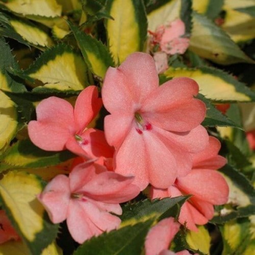 Niecierpek Impatiens SunPatiens CORAL - sadzonka
