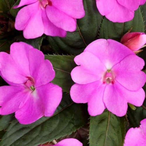 Niecierpek Impatiens SunPatiens Vigorous Lavender- sadzonka