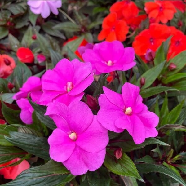 Niezwykły Niecierpek- Impatiens SunPatiens Vigorous Lavender- sadzonka.jpg