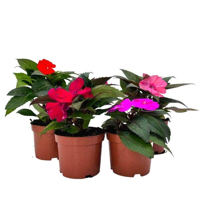 Niezwykły Niecierpek- Impatiens SunPatiens Vigorous Lavender.jpg