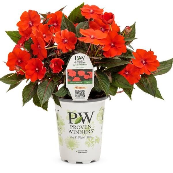 Niezwykły Niecierpek- Impatiens SunPatiens Vigorous Orange - sadzonka (1).jpg