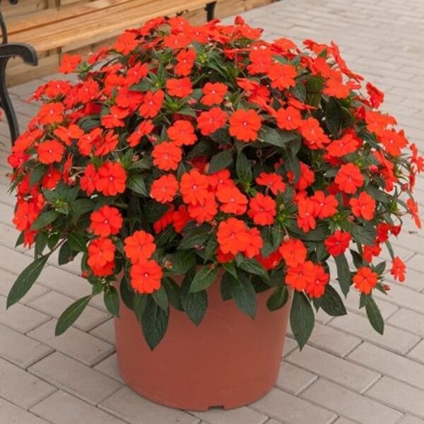 Niezwykły Niecierpek- Impatiens SunPatiens Vigorous Orange - sadzonka (2).jpg