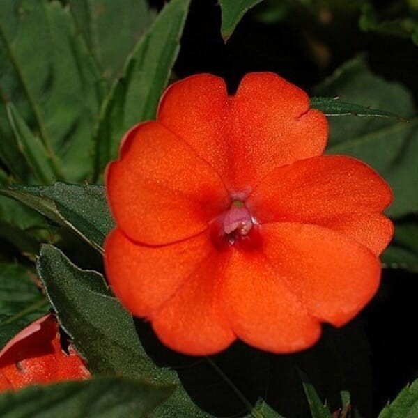 Niezwykły Niecierpek- Impatiens SunPatiens Vigorous Orange - sadzonka (3).jpg