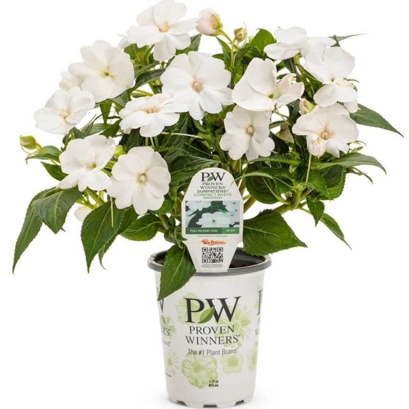 Niezwykły Niecierpek- Impatiens SunPatiens Vigorous White - sadzonka (1).jpg
