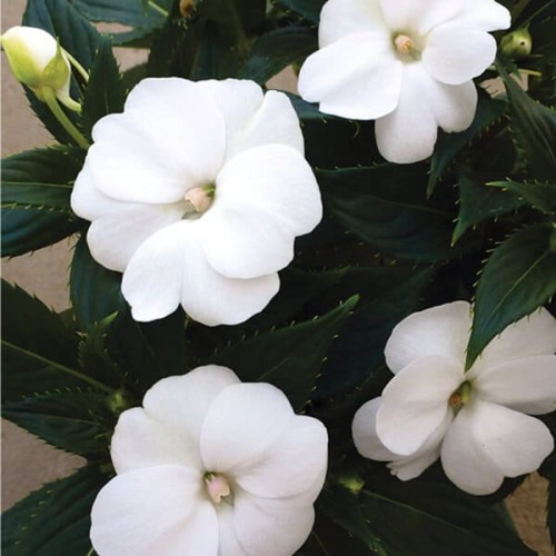 Niecierpek Impatiens SunPatiens Vigorous White - sadzonka