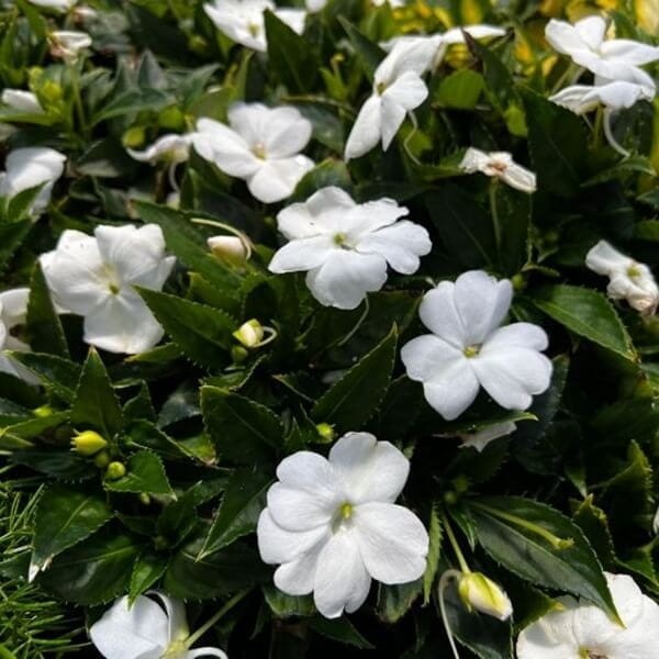 Niezwykły Niecierpek- Impatiens SunPatiens Vigorous White - sadzonka (3).jpg