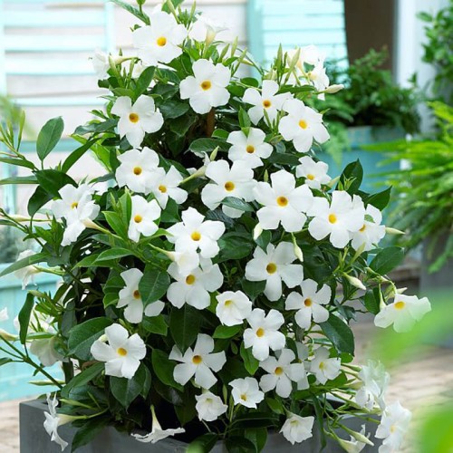 Sundaville pnącze biała sadzonka P12