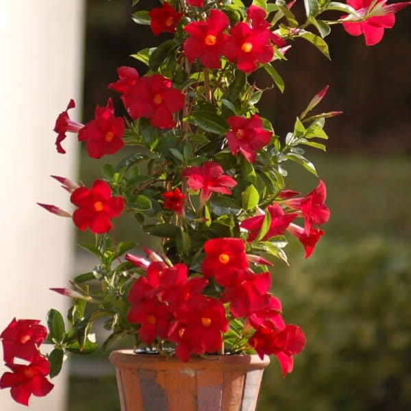 Sundaville pnącze CLASSIC RED Sadzonka P12 (3).jpg