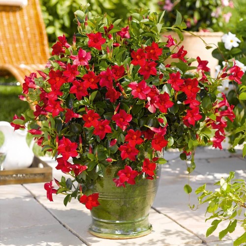 Sundaville pnącze CLASSIC RED sadzonka P12