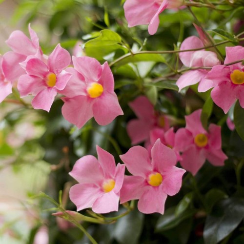 Sundaville pnącze RÓŻOWA sadzonka P12