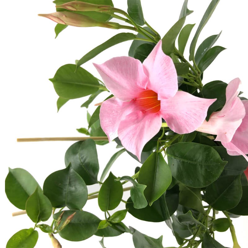 Sundaville pnącze RÓŻOWA Sadzonka P12 (3).jpg