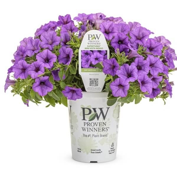Supertunia® MINI VISTA 'Blue Violet' niebiesko-fioletowa Sadzonka P12 x 4 szt (1).jpg