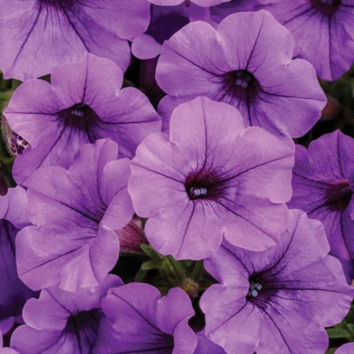 Supertunia® MINI VISTA Blue Violet niebiesko-fioletowa sadzonka P12 x 4 szt.