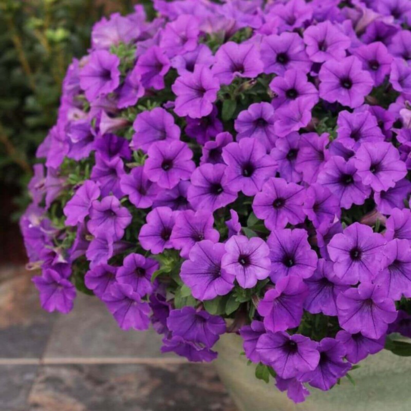 Supertunia® MINI VISTA 'Blue Violet' niebiesko-fioletowa Sadzonka P12 x 4 szt (3).jpg