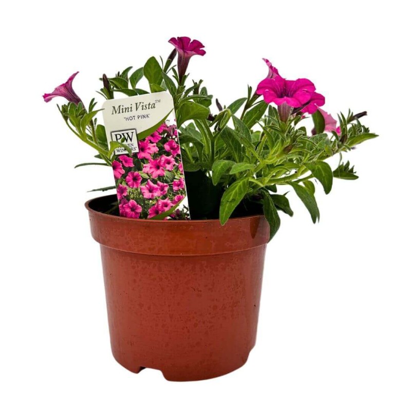 Supertunia® MINI VISTA 'Hot Pink' różowa Sadzonka P12 x 4 szt (1).jpg