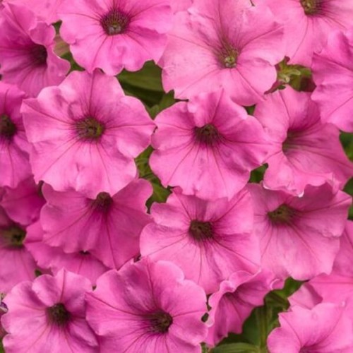 Supertunia® MINI VISTA Hot Pink różowa sadzonka P12 x 4 szt.