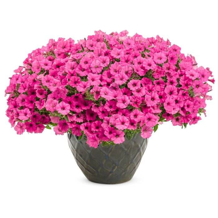 Supertunia® MINI VISTA 'Hot Pink' różowa Sadzonka P12 x 4 szt (3).jpg