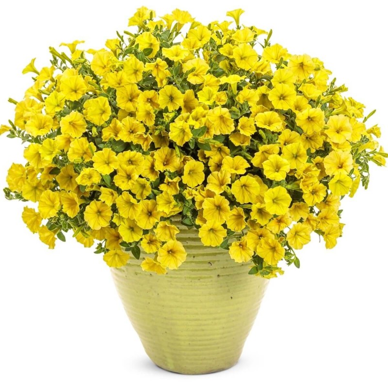 Supertunia® MINI VISTA 'Yellow' żółta Sadzonka P12 x 4 szt (1).jpg