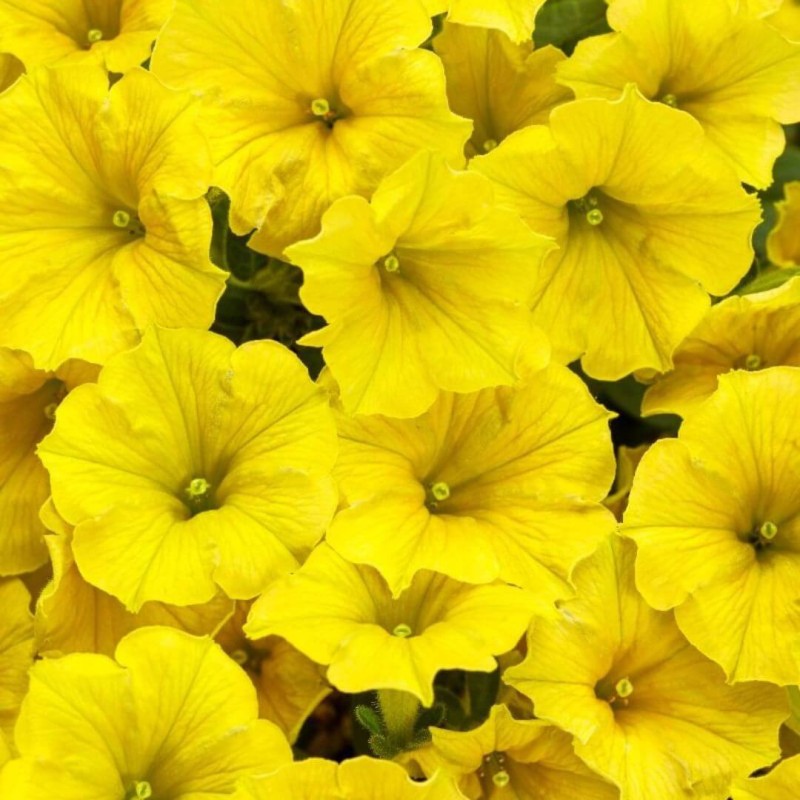 Supertunia® MINI VISTA 'Yellow' żółta Sadzonka P12 x 4 szt (2).jpg