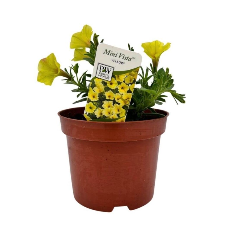 Supertunia® MINI VISTA 'Yellow' żółta Sadzonka P12 x 4 szt (3).jpg