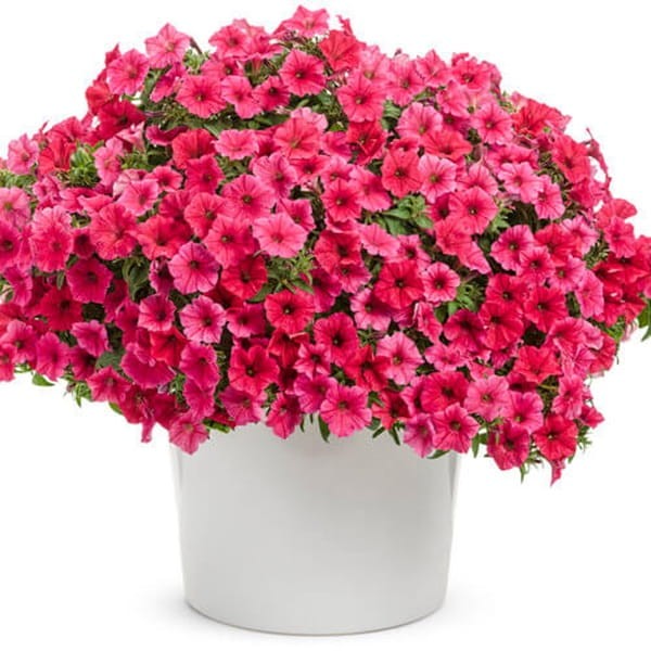 Supertunia® VISTA 'Paradise' różowa Sadzonka P12 x 4 szt (3).jpg