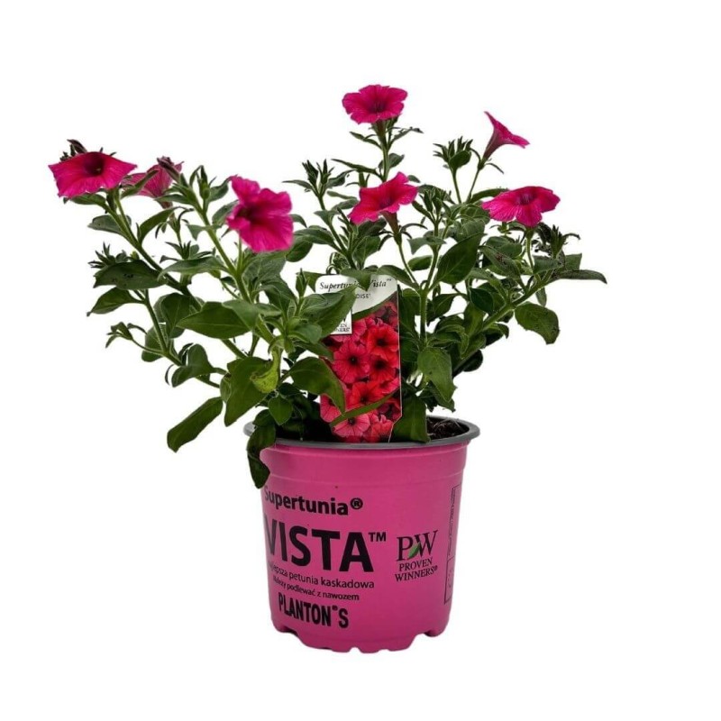 Supertunia® VISTA 'Paradise' różowa Sadzonka P12 x 4 szt (1).jpg