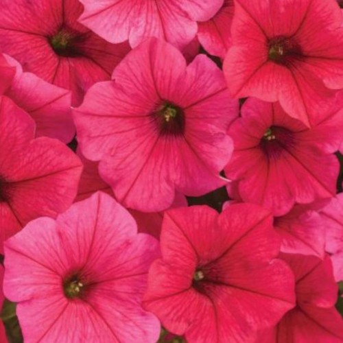 Supertunia® VISTA Paradise różowa sadzonka P12 x 4 szt.