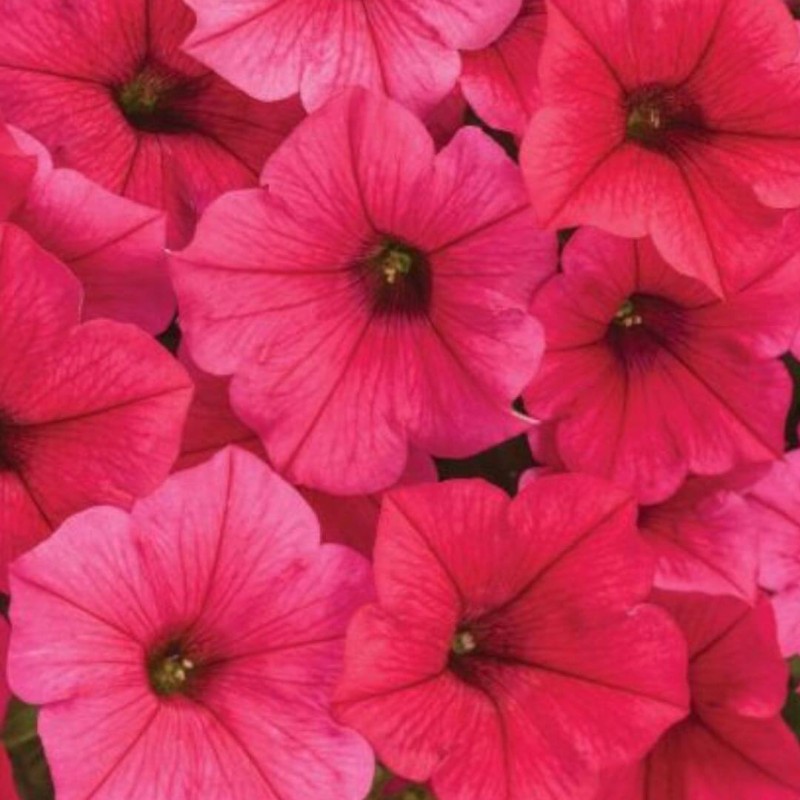 Supertunia® VISTA 'Paradise' różowa Sadzonka P12 x 4 szt (2).jpg