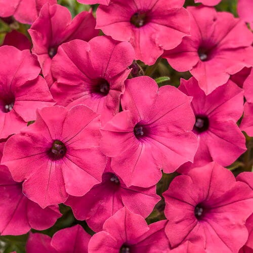 Supertunia® VISTA Fuschia Sadzonka P12 x 4 szt (2).jpg