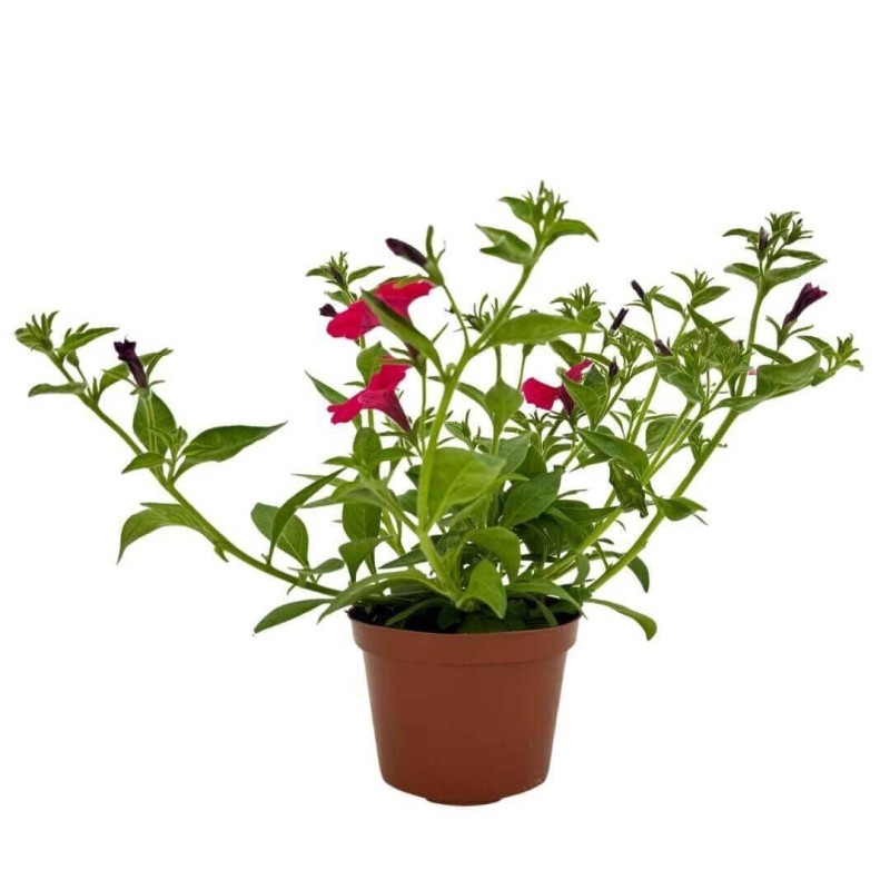 Supertunia® VISTA Fuschia Sadzonka P12 x 4 szt (3).jpg