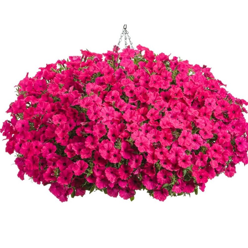 Supertunia® VISTA Fuschia Sadzonka P12 x 4 szt (5).jpg