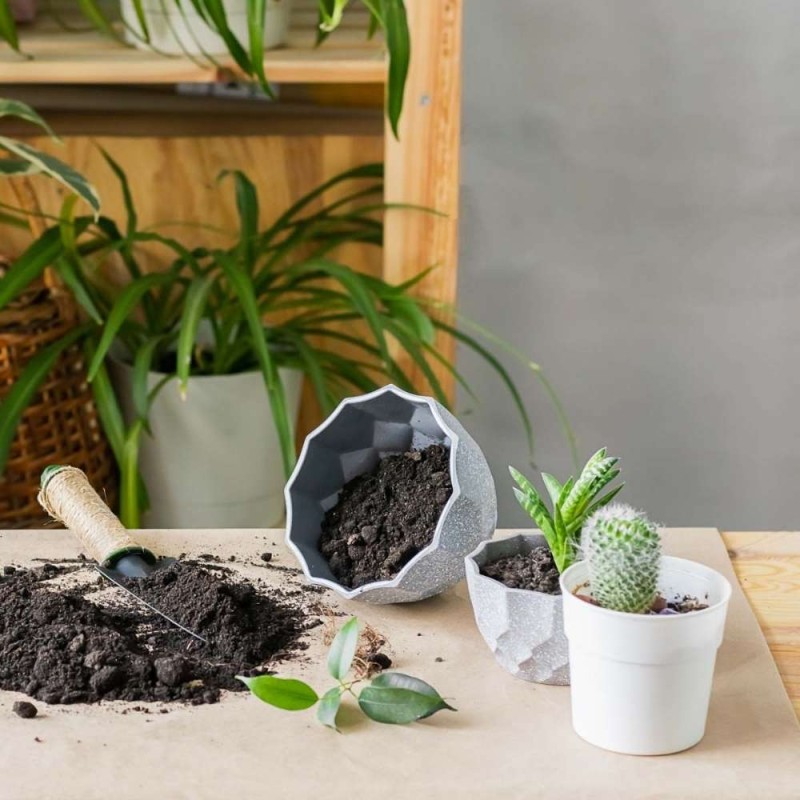 Podłoże do kaktusów i sukulentów COMPO SANA 5 l (3).jpg