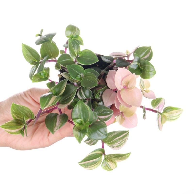 trzykrotka nanouk roslina cena p7.jpg