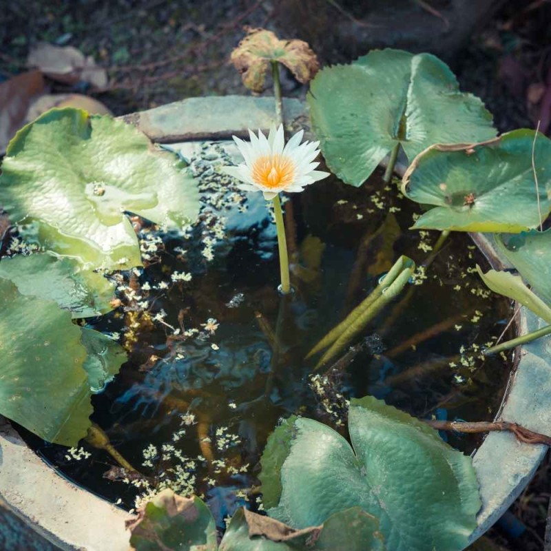 Podłoże do roślin wodnych COMPO 20L (4).jpg