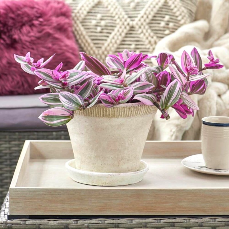 Trzykrotka nanouk Tradescantia  Roślina domowa P7