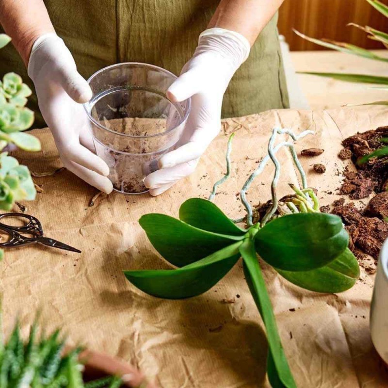 Podłoże do storczyków COMPO 5L (3).jpg