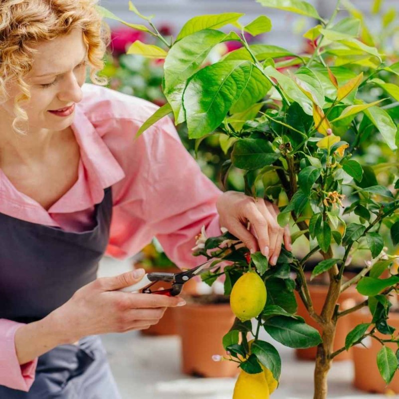 Podłoże do cytrusów COMPO 10L (3).jpg