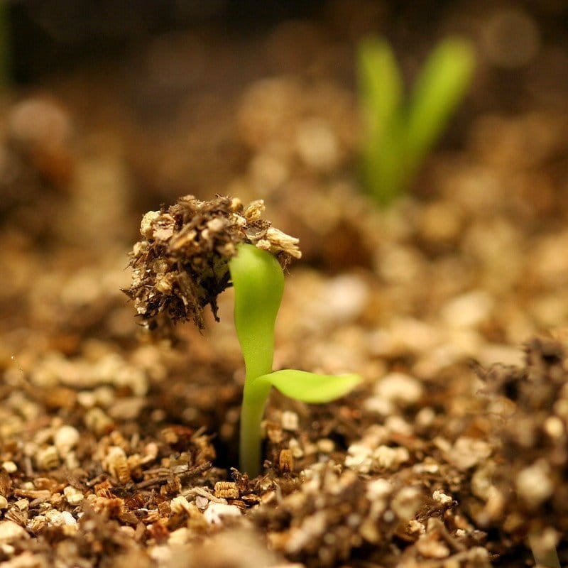 Wermikulit ogrodniczy - drenaż, podłoże do roślin 1-5mm 1L (3).jpg