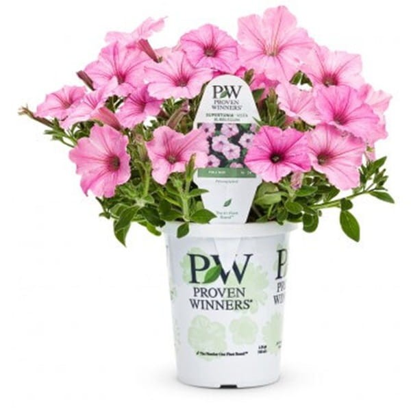 Supertunia® VISTA różowa Bubblegum Sadzonka P12 x 4 szt (1).jpg