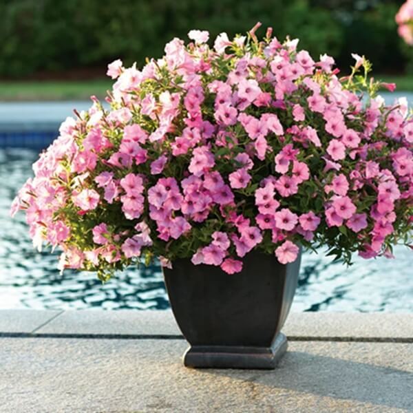 Supertunia® VISTA różowa Bubblegum Sadzonka P12 x 4 szt (2).jpg