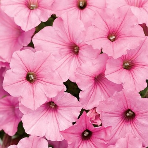 Supertunia® VISTA różowa Bubblegum sadzonka P12 x 4 szt.