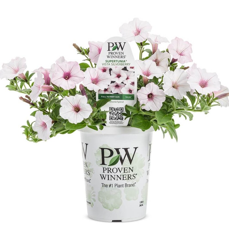 Supertunia® VISTA Silverberry Sadzonka P12 x 4 szt (1).jpg