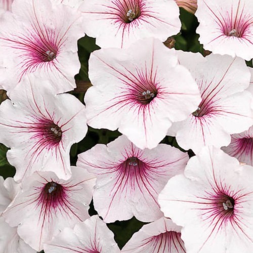 Supertunia® VISTA Silverberry sadzonka P12 x 4 szt.