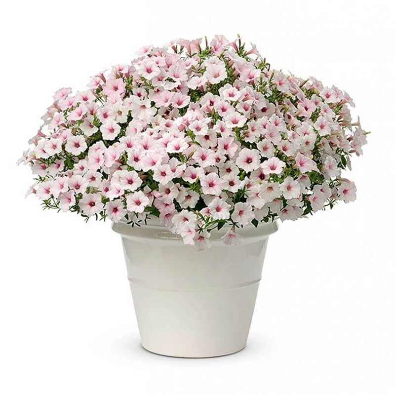 Supertunia® VISTA Silverberry Sadzonka P12 x 4 szt (4).jpg